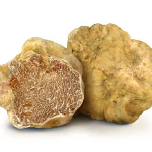 Tartufo bianco di alta qualità, pregiata specialità gastronomica italiana