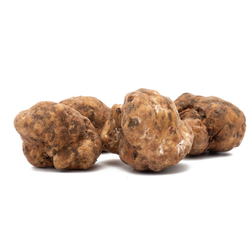 Tartufo Fresco - Italia Tartufi